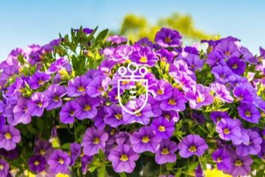 Aiseau-Presles : Concours de Maisons et Façades Fleuries : Embellissez votre Commune avec Votre Talent de Jardinier !